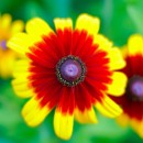 rudbeckia hirta source image